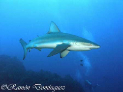 Galápagos shark at San Benedicto island by Ramón Domínguez 